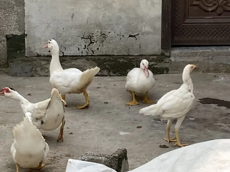 Mouscovy ducks and her babies for sell — photo 5