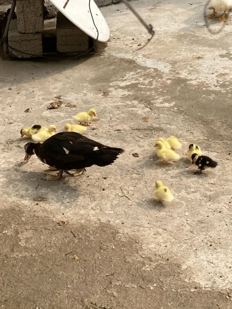 Mouscovy ducks and her babies for sell — photo 7