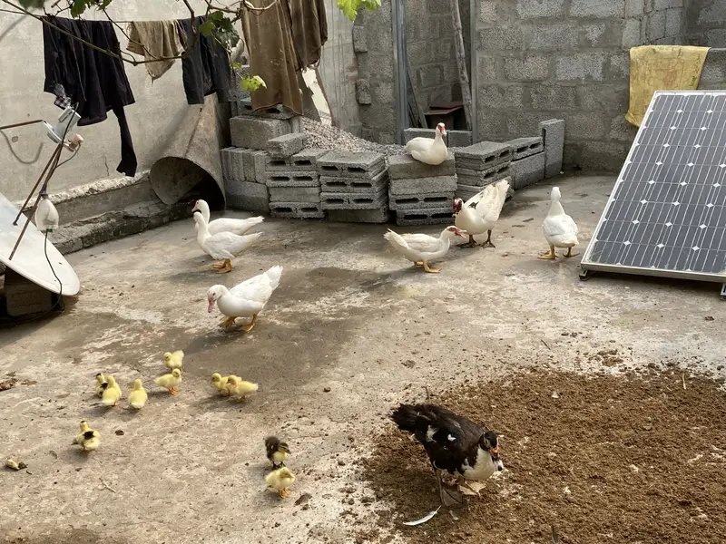 Mouscovy ducks and her babies for sell — photo 8