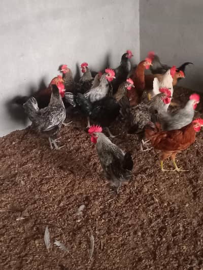 Healthy active desi murghay for sale