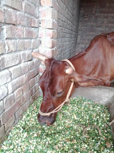 jarsi farizn cor cow for sal ha malik 4.5 kg