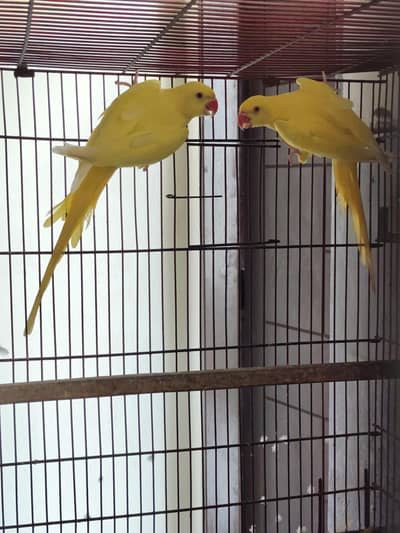 Yellow Pair With DNA For Sale