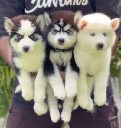 Siberian Husky  for sale