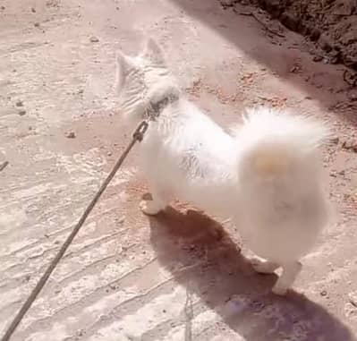 russain o siez female for sale