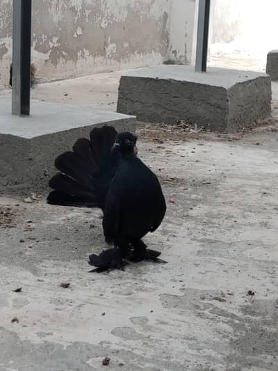 hight quality black fantail
