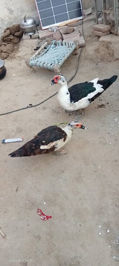 home breed pair.