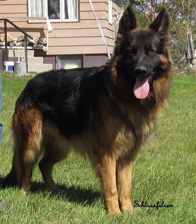 German shepherd male