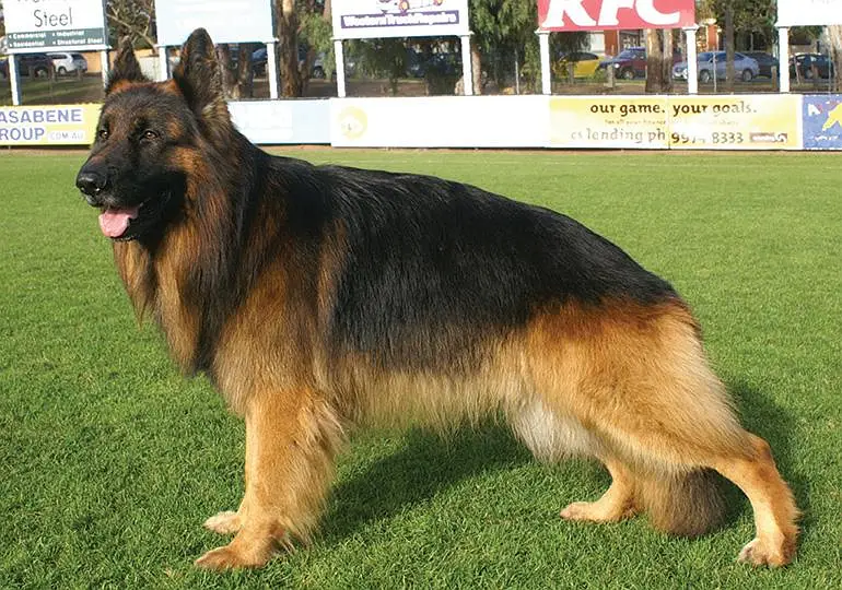 German shepherd male — photo 2