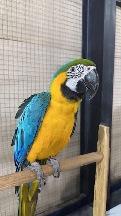 Macaw Parrot For sale