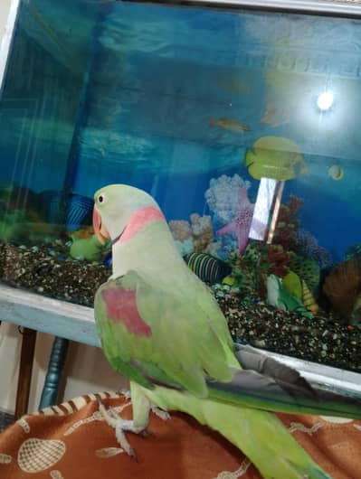 young raw parrot  full active hand tam bataa bi krta hai full active