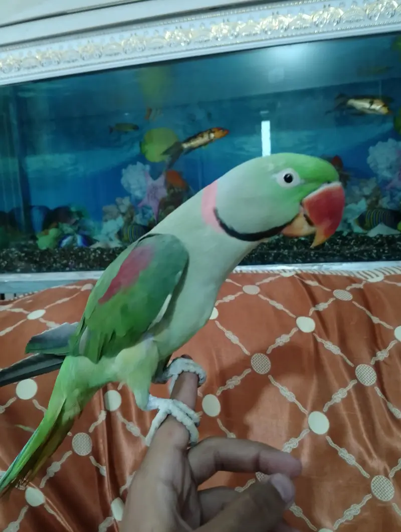 young raw parrot  full active hand tam bataa bi krta hai full active — photo 2