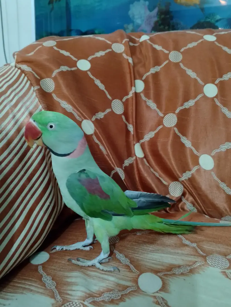 young raw parrot  full active hand tam bataa bi krta hai full active — photo 3