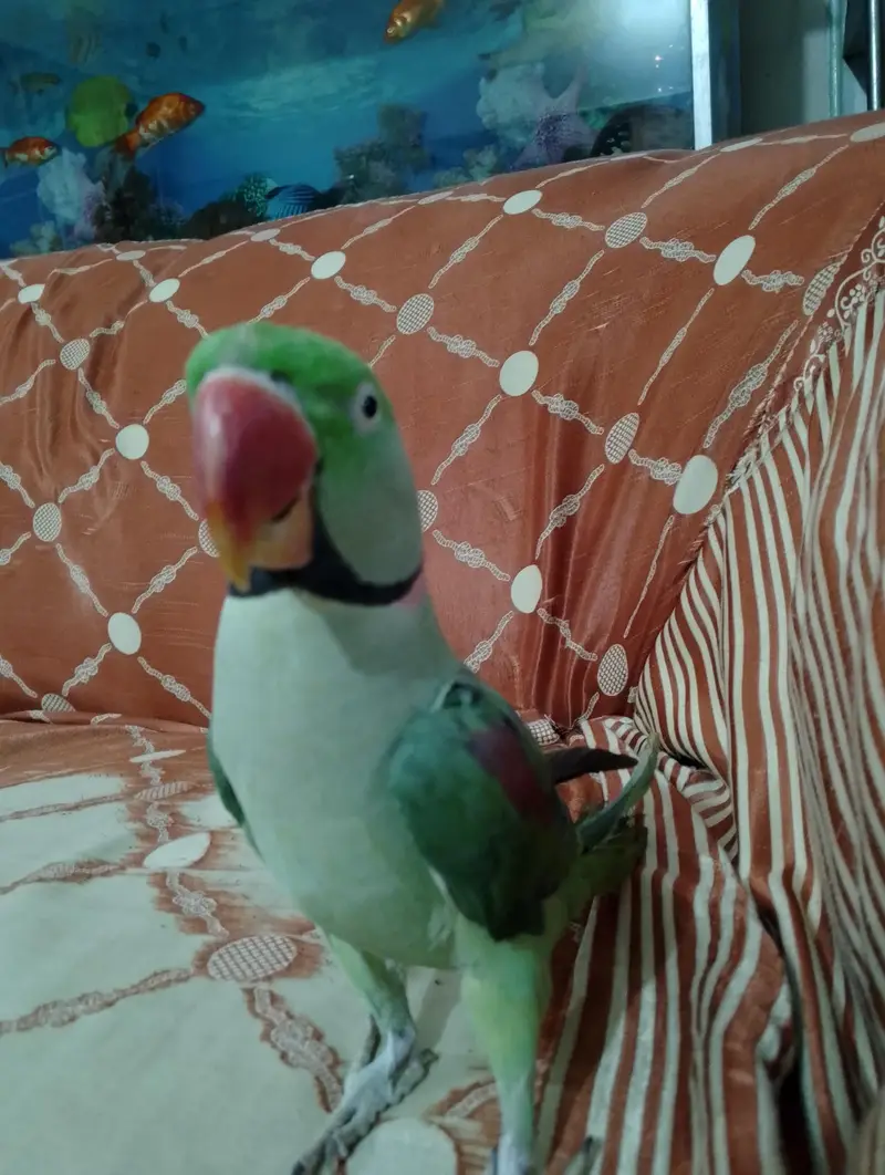 young raw parrot  full active hand tam bataa bi krta hai full active — photo 4