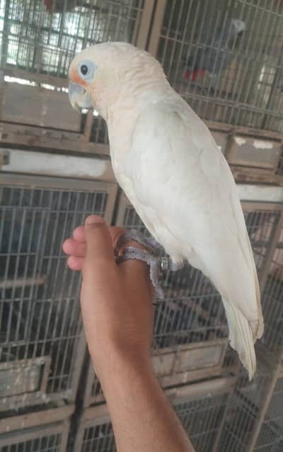 Goffin cocato playful/03156376925