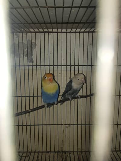 love birds mix