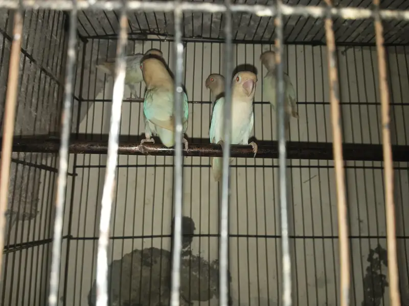 love birds mix — photo 2