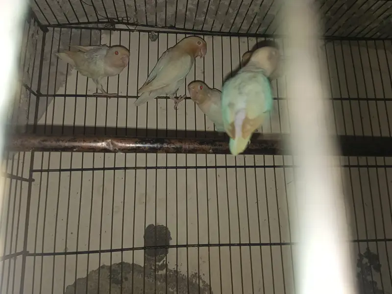 love birds mix — photo 3