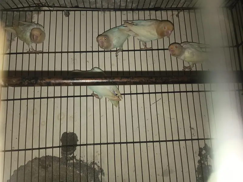 love birds mix — photo 4