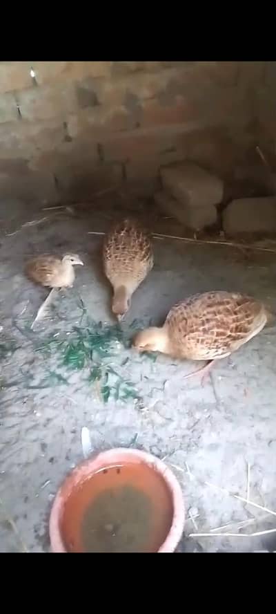 irani teetar ka breeder pair for sale sath ma ik bacha hai