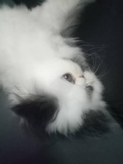 pure Persian male kitten