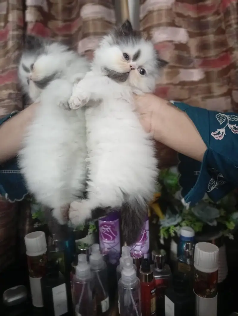pure Persian male kitten — photo 2