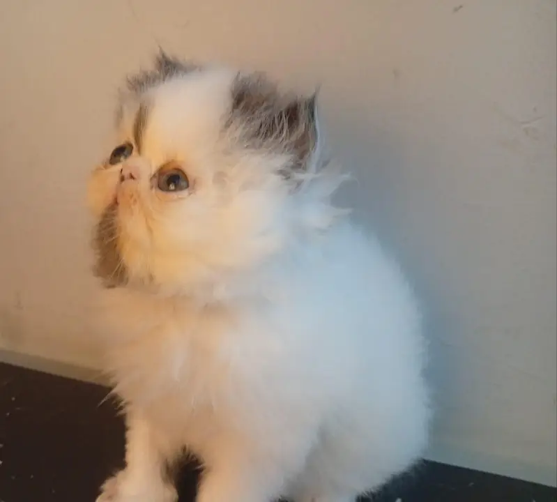 pure Persian male kitten — photo 4