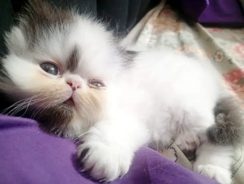 pure Persian male kitten — photo 5