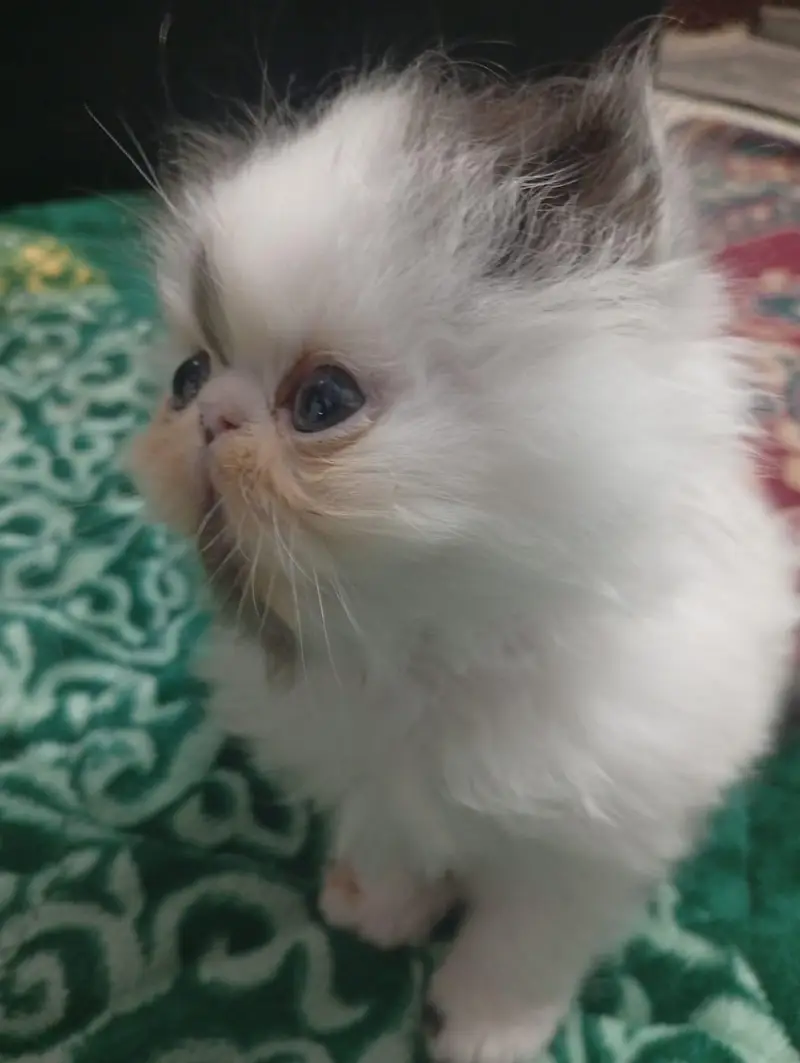 pure Persian male kitten — photo 6