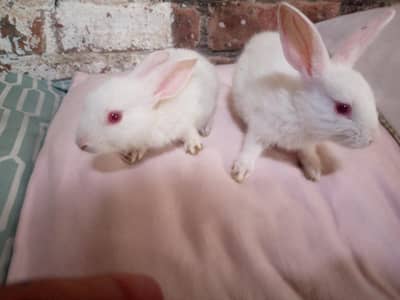 Waite color rabbit