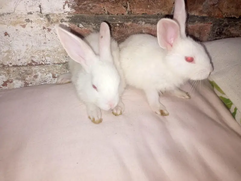 Waite color rabbit — photo 2