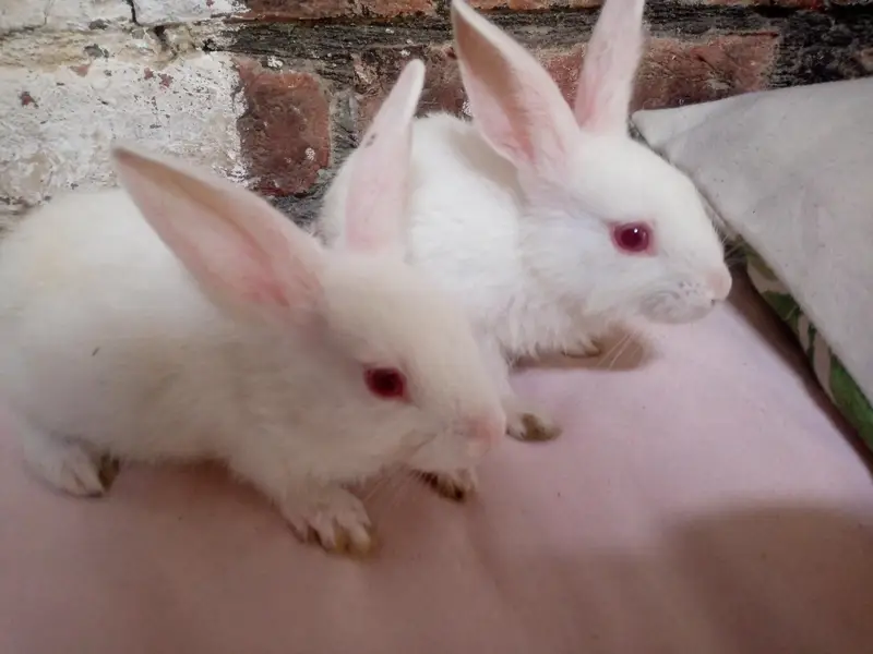 Waite color rabbit — photo 3
