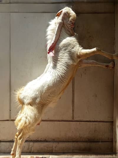 pure breeder sindhi gulabii