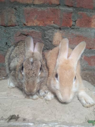 imported rabbit breed (cross breed) pair