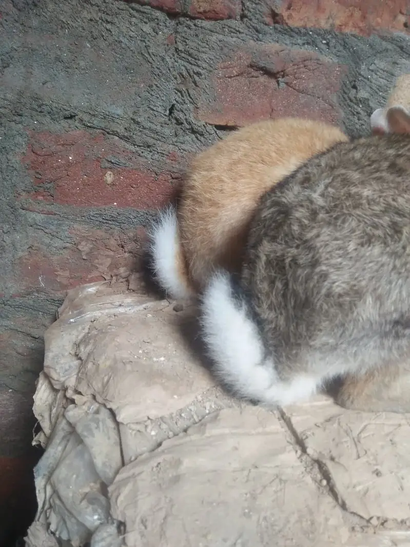 imported rabbit breed (cross breed) pair — photo 2