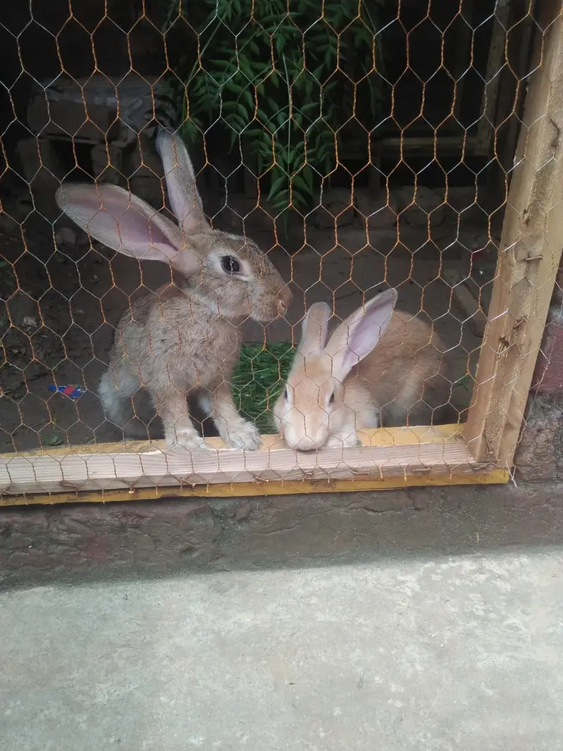 imported rabbit breed (cross breed) pair — photo 3
