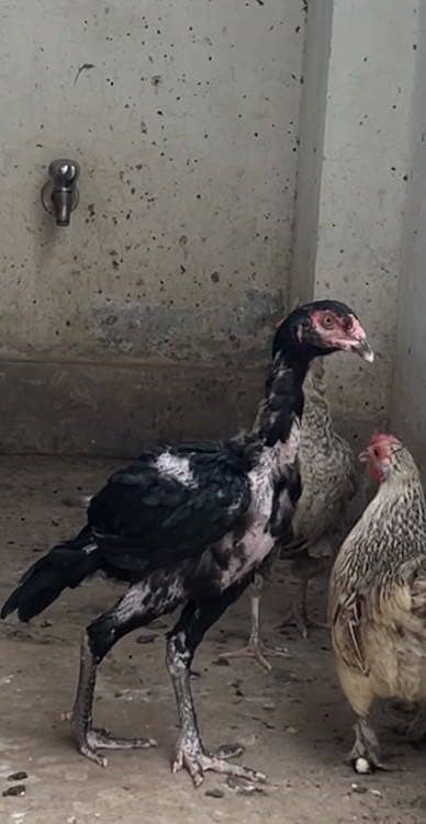 Black female