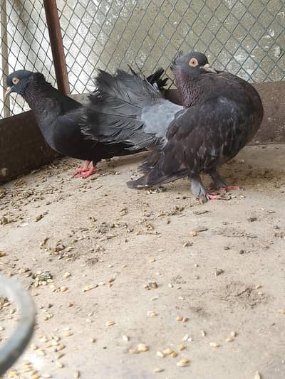 lakka kabotar/English Fantail ka pair hai black colour ma