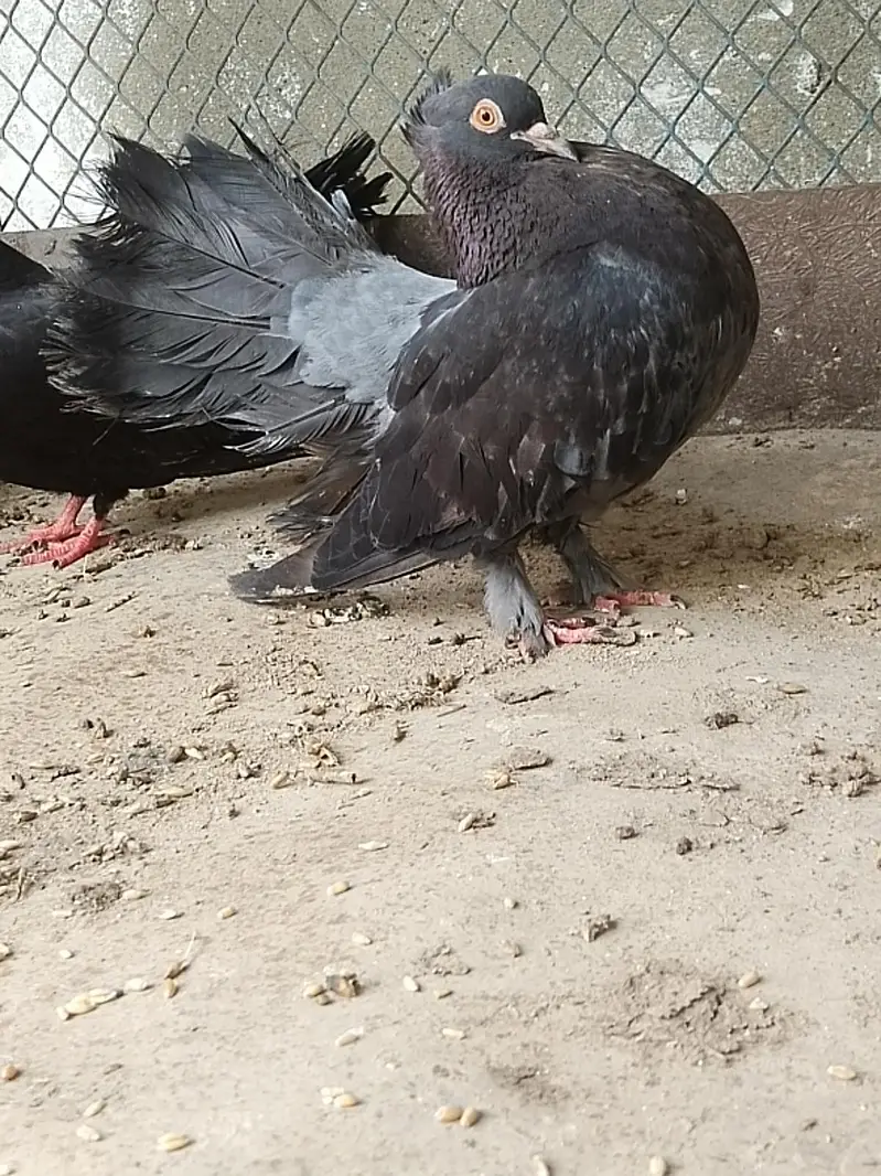 lakka kabotar/English Fantail ka pair hai black colour ma — photo 2