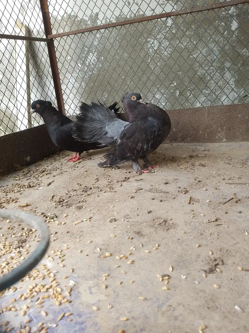 lakka kabotar/English Fantail ka pair hai black colour ma — photo 3