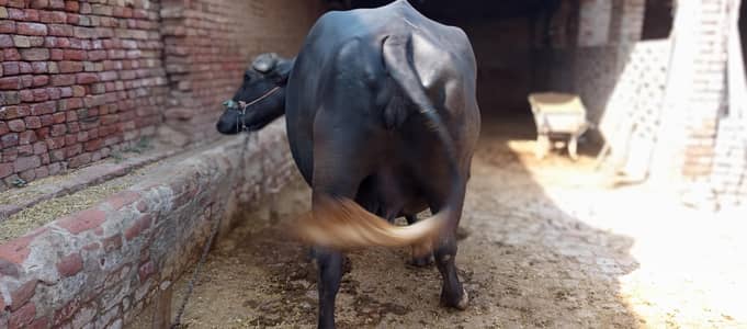 buffalo, bhans, cow, milk