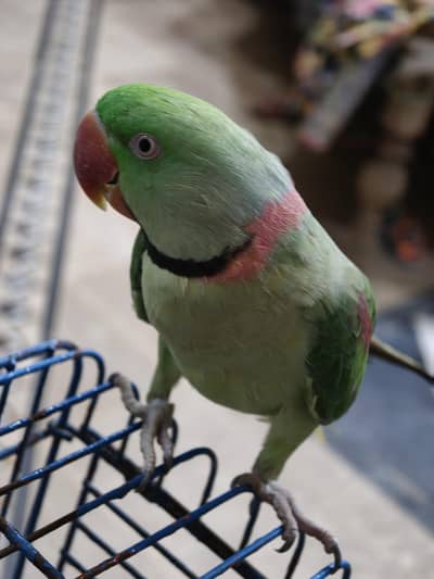 Raw parrot for sale