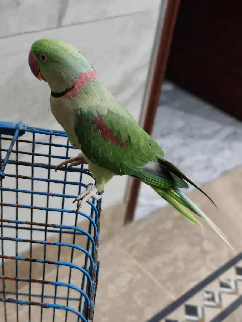 Raw parrot for sale — photo 2