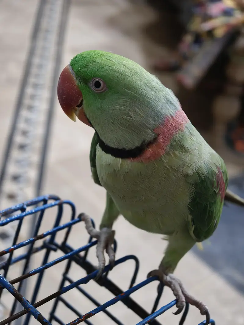 Raw parrot for sale — photo 3