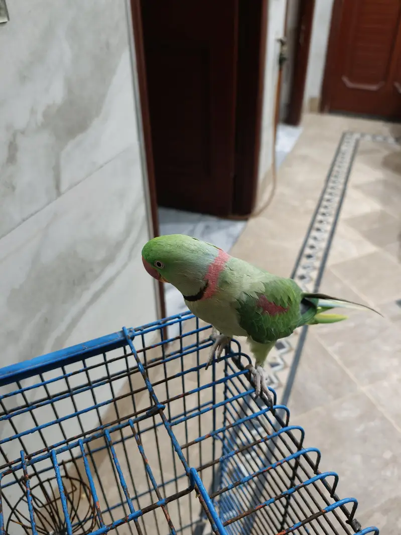Raw parrot for sale — photo 4