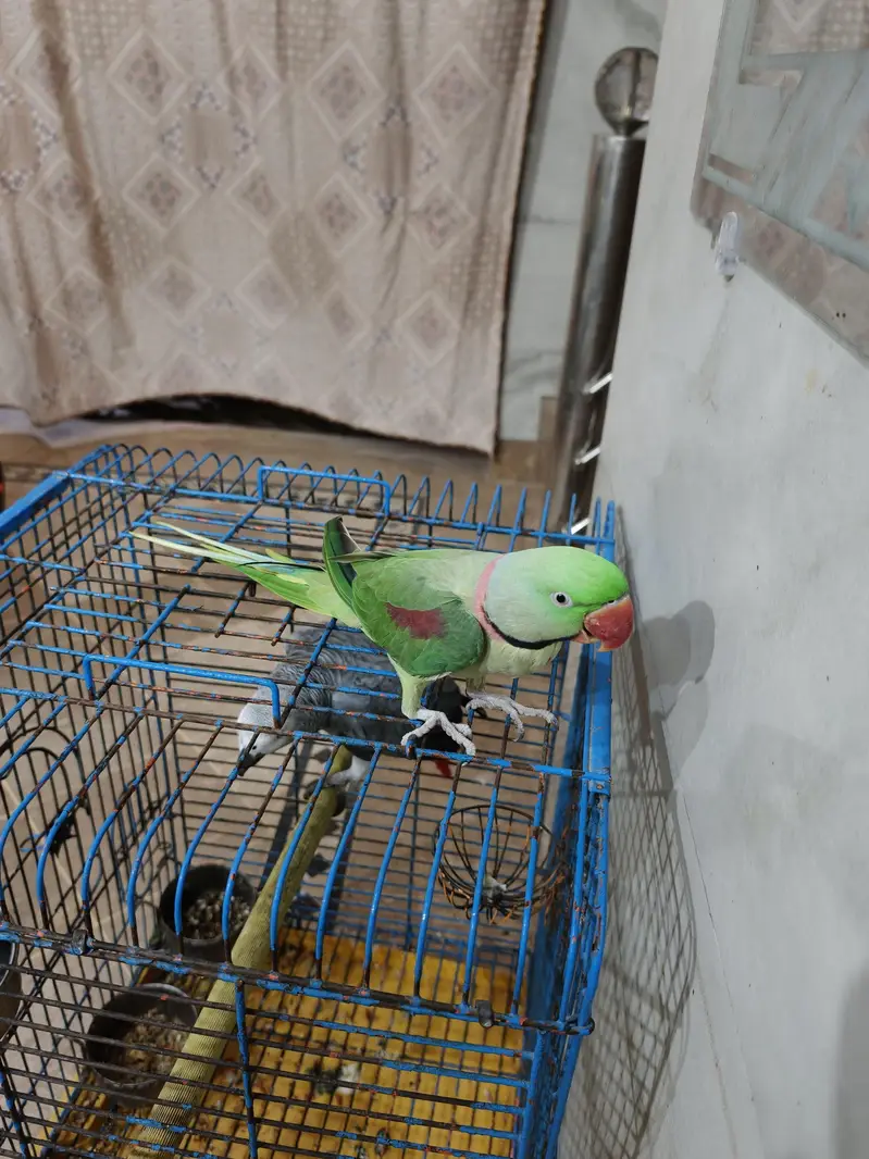 Raw parrot for sale — photo 5