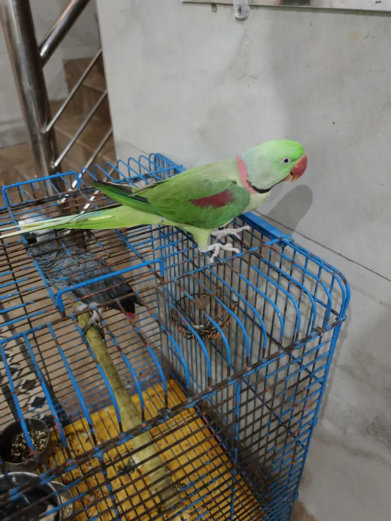 Raw parrot for sale — photo 6