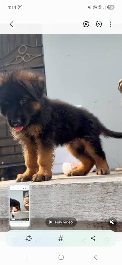 German shepherd male pedigree puppy