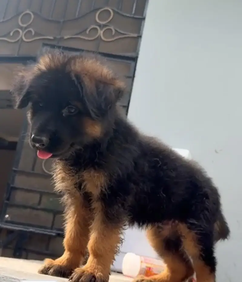 German shepherd male pedigree puppy — photo 2