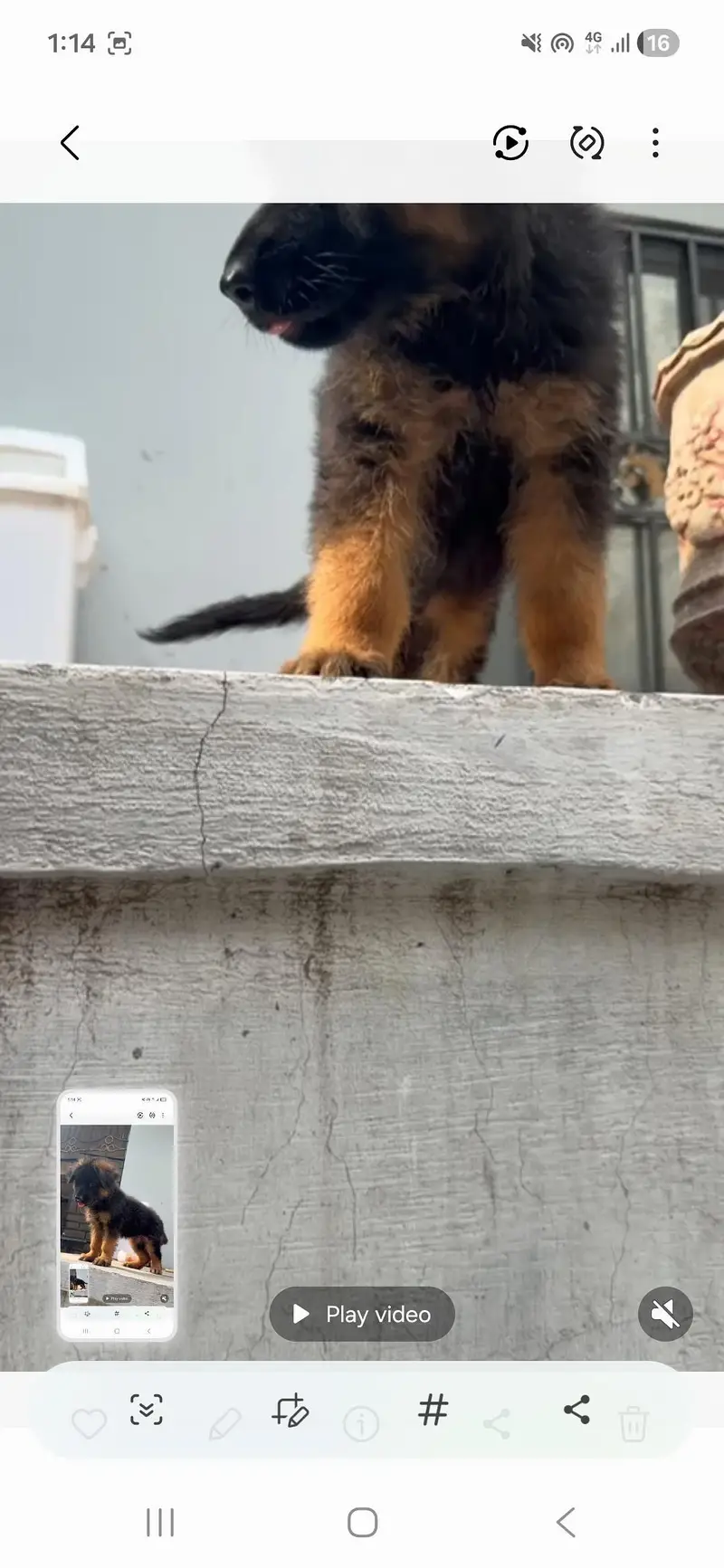 German shepherd male pedigree puppy — photo 3