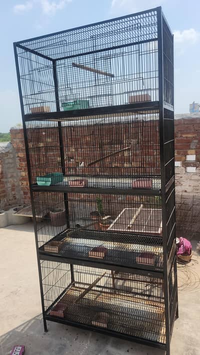 cage love birds